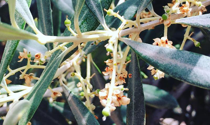 Floración del olivo en Oterrum